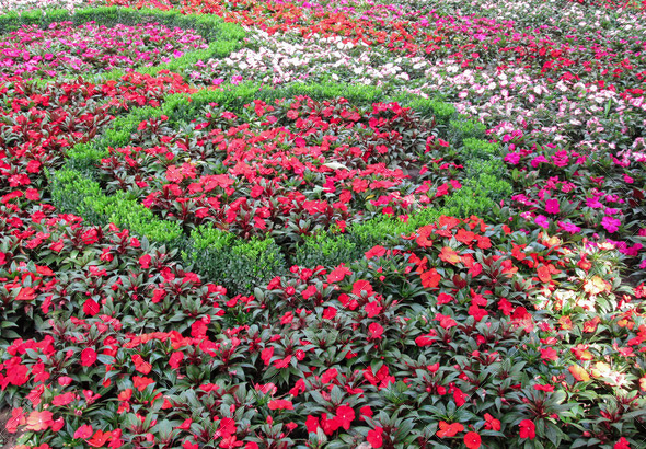 Summer flower garden | TanyDi Art & Design